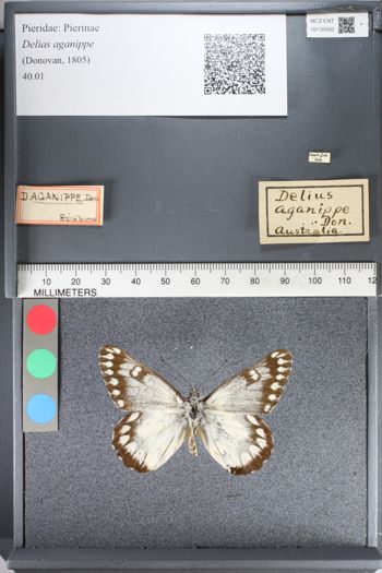 Media type: image;   Entomology 130562